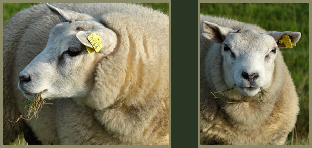 Nomy vond het gras net zo lekker als de schapen. Niet alleen om te eten, 